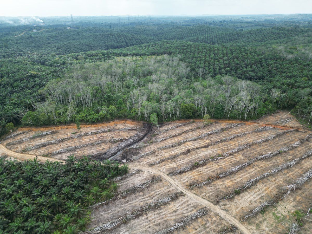 Foto udara lahan CV. Aruni Agro Lestari di Sekernan setelah ditumbang, kayunya dirumpuk ke jalur-jalur sejajar