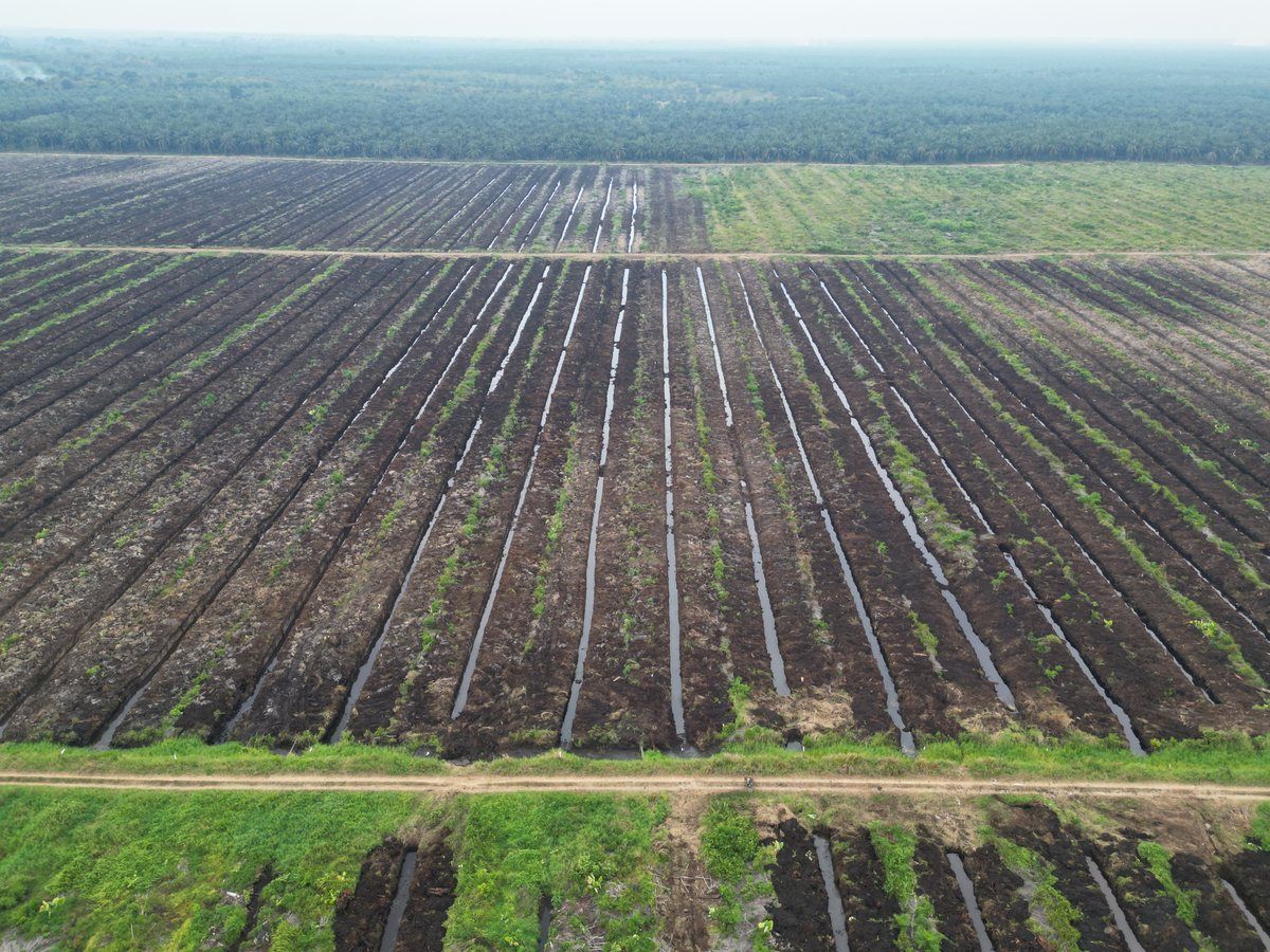 Foto udara parit-parit sejajar berisi air di blok kebun PT. Kresna Duta Agroindo, Sarolangun